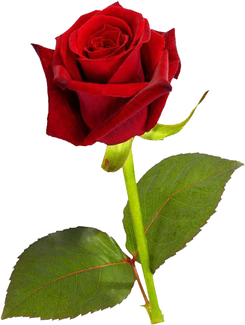 Red Rose Flowers Hd, HD Png Download PNG with transparent background