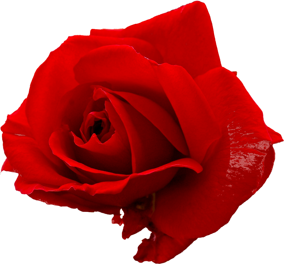 Red Rose - Portable Network Graphics, HD Png Download PNG with transparent background