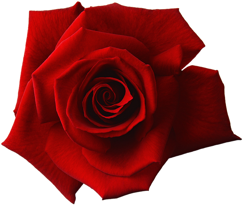 Red Rose Blossom Png, Transparent Png PNG with transparent background
