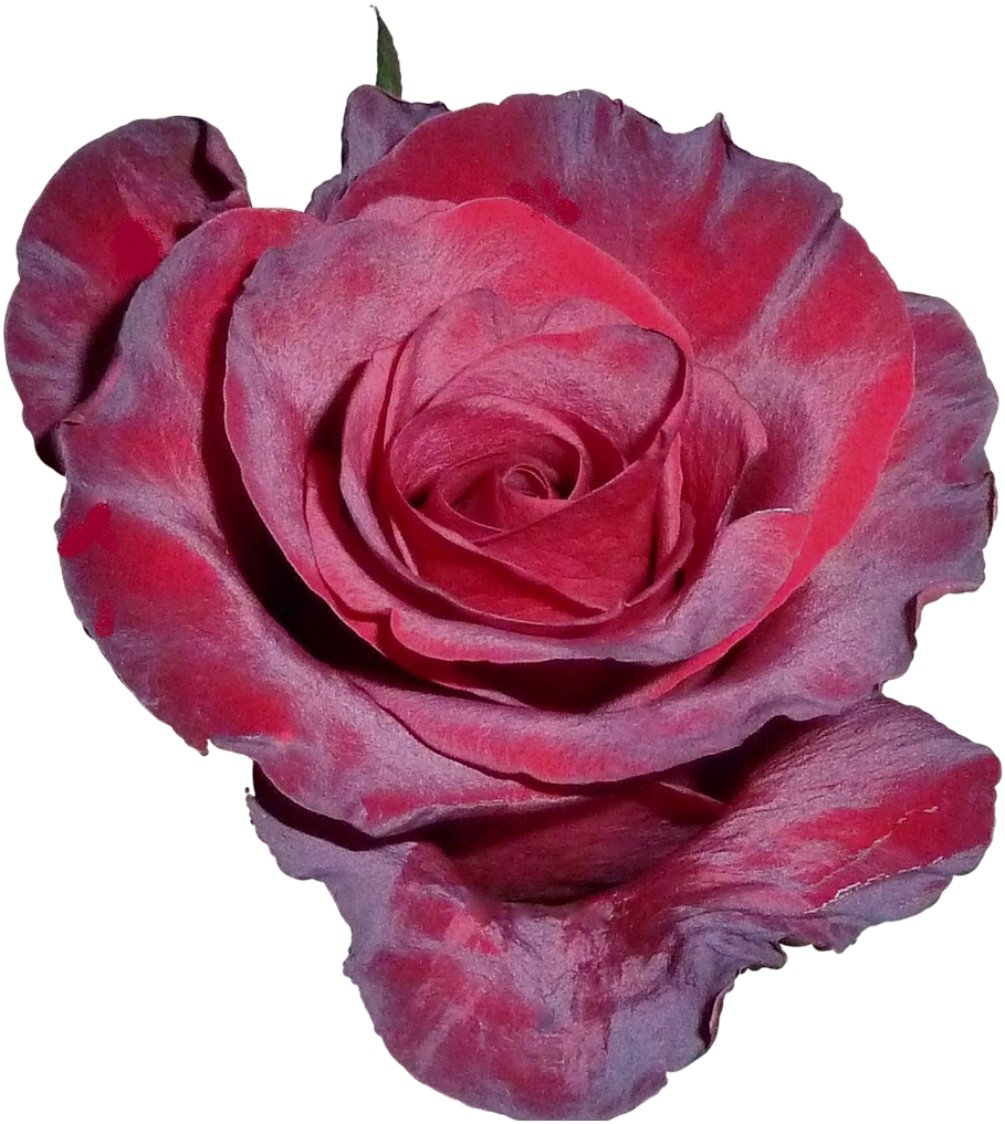 You Are Beautiful Red Rose, HD Png Download PNG with transparent background