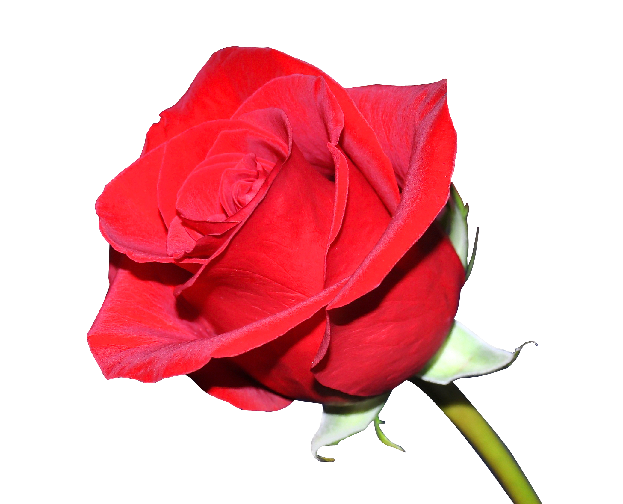 Vibrant Red Rose Isolated.png