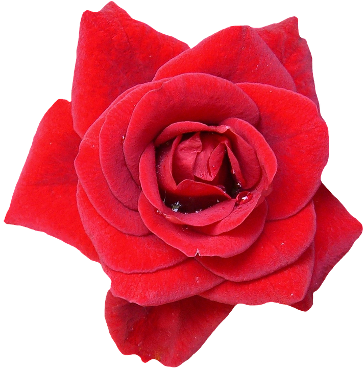 Vibrant Red Rose Isolated.png