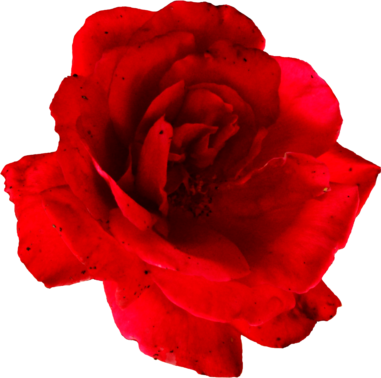 Red Rose - Rose, HD Png Download PNG with transparent background