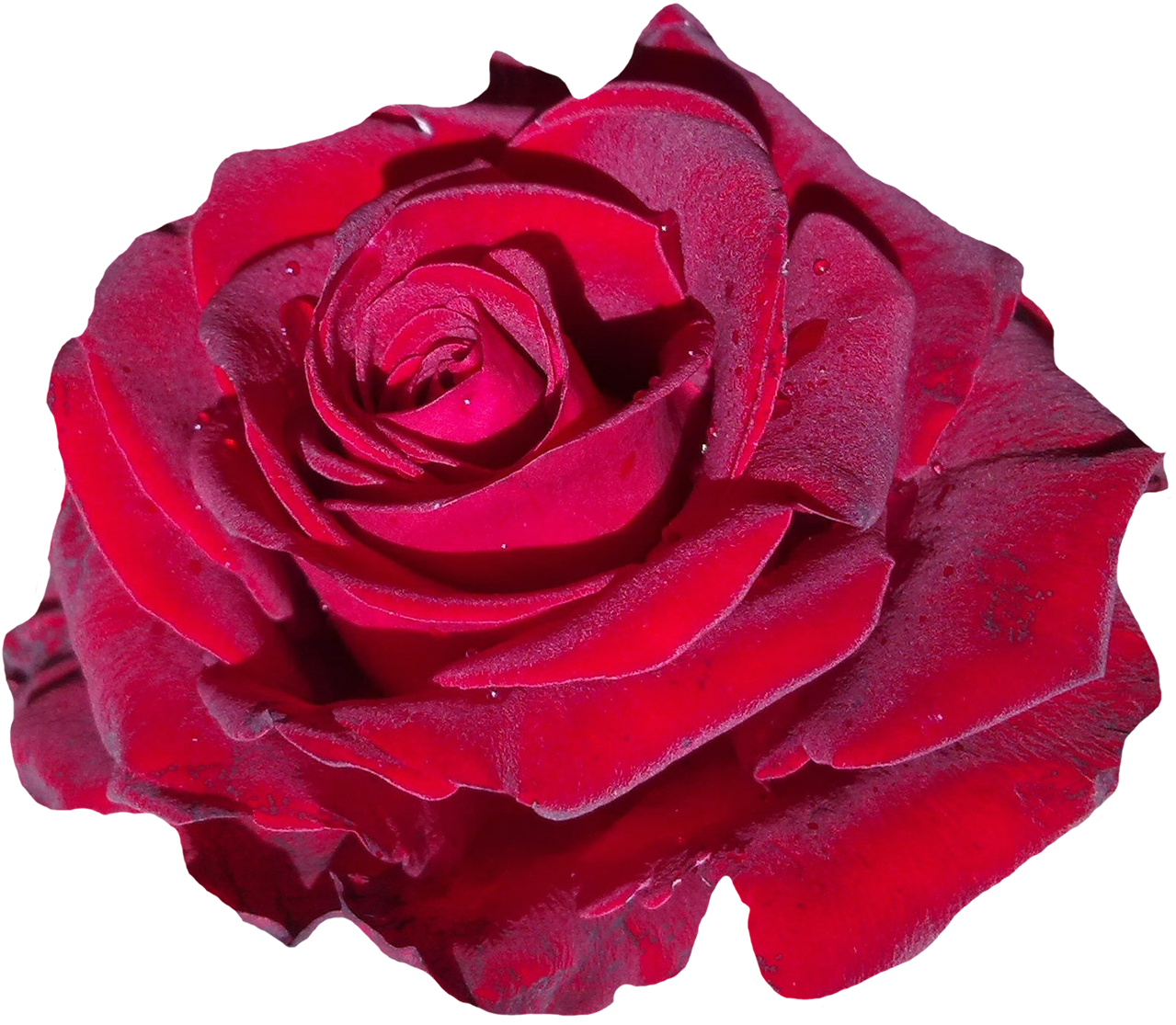 Vibrant Red Rose Isolated.png