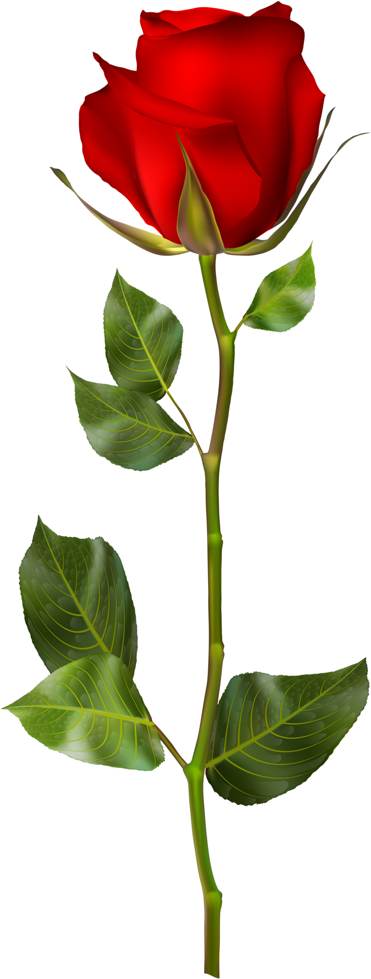 Red Rose Png Clip Art - Red Rose Png Hd, Transparent Png PNG with transparent background