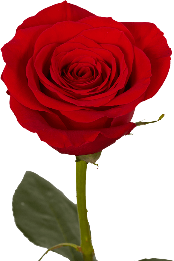 Mother's Day Single Red Roses 60 Charming Single Rose - Single Rose, HD Png Download PNG image with a transparent background, free high-resolution download