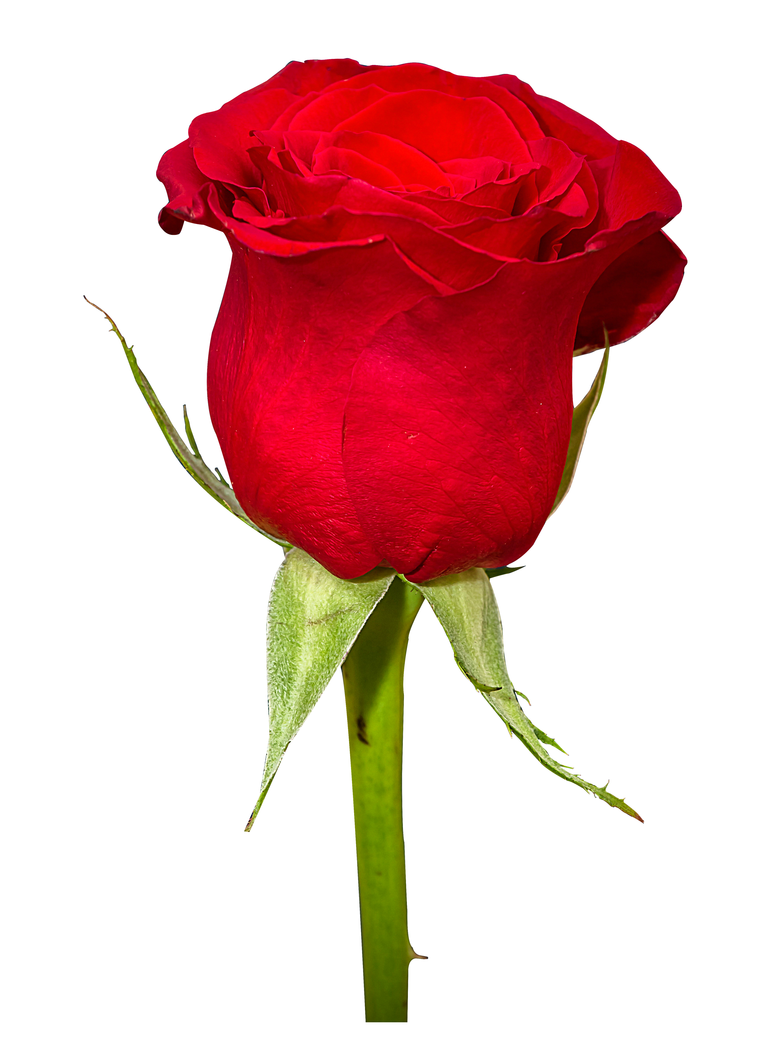 Vibrant Red Rose Single Stem