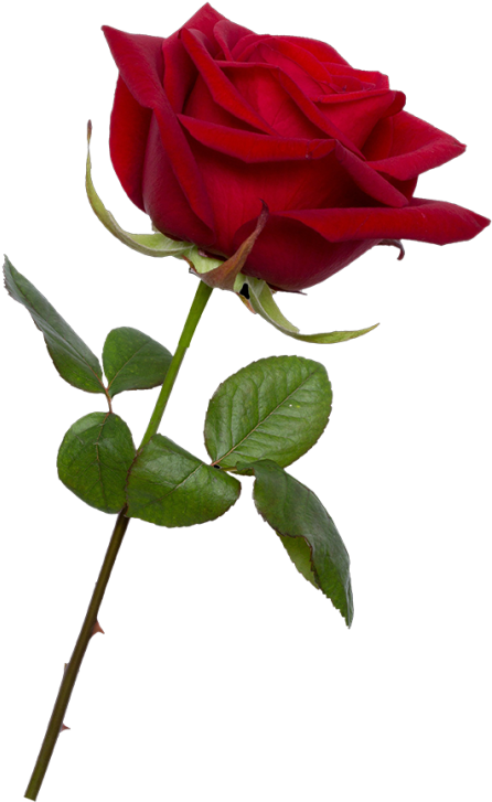 Bud - Transparent Background Red Rose Png, Png Download PNG with transparent background