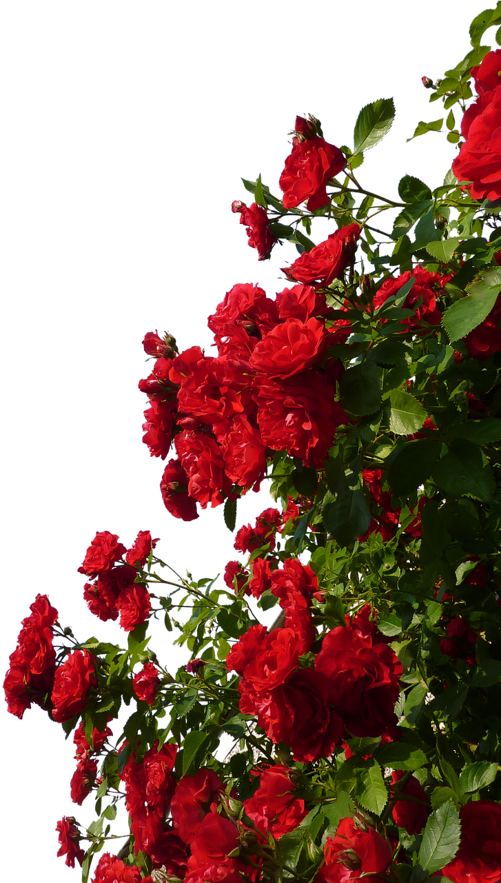 Vibrant_ Red_ Roses_ Against_ Sky