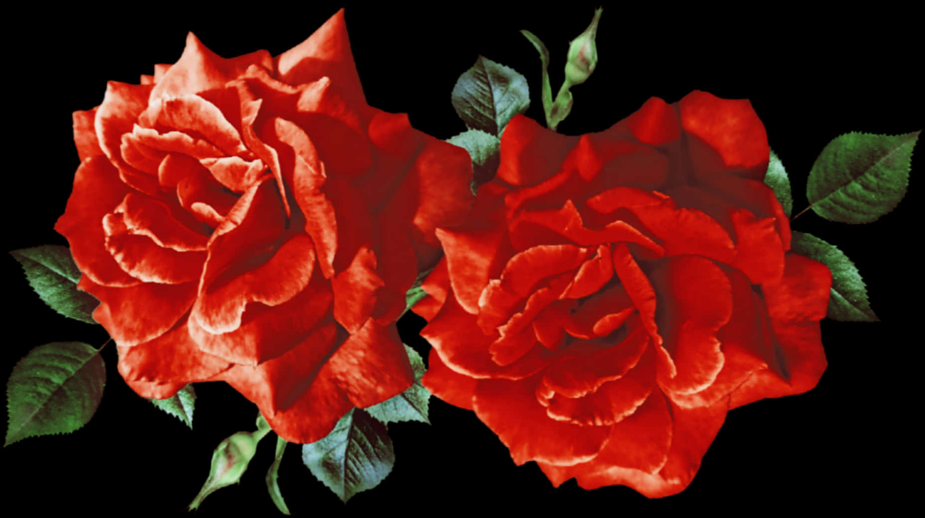 Vibrant_ Red_ Roses_ Black_ Background.jpg