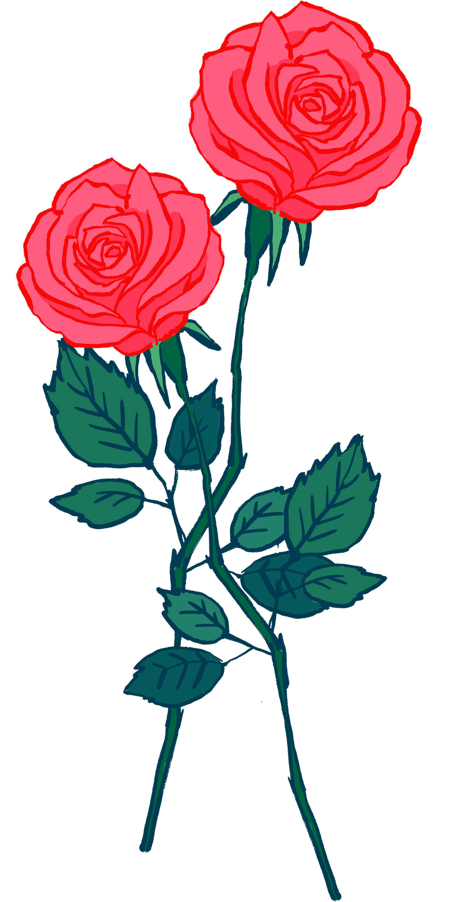 Vibrant Red Roses Drawing