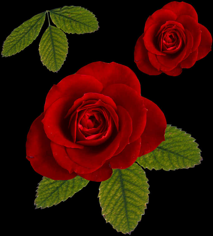 Vibrant Red Roseson Black Background PNG with transparent background