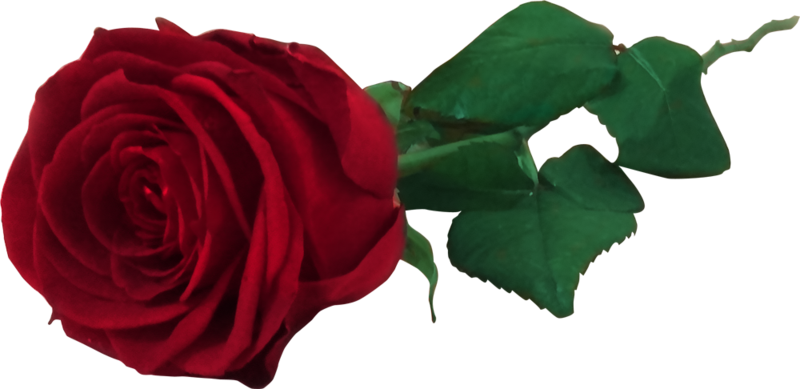 Transparent Nina Agdal Png - Red Rose Free, Png Download PNG with transparent background