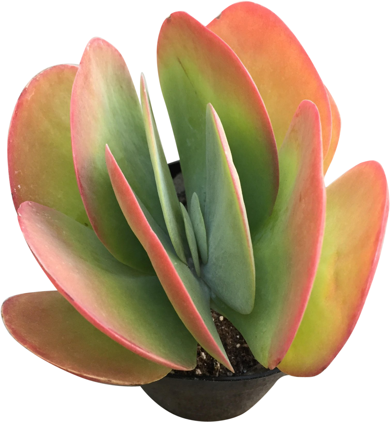 Flapjack'Class='lazyload Lazyload Fade In'Style='width - Flapjack Succulent, HD Png Download PNG with transparent background