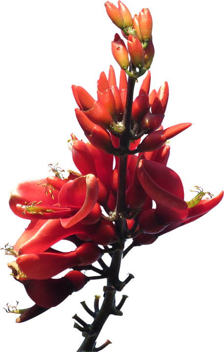 Vibrant Red Tropical Flower