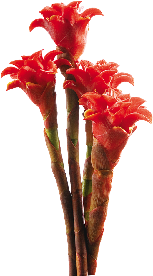 Vibrant Red Tropical Flowers