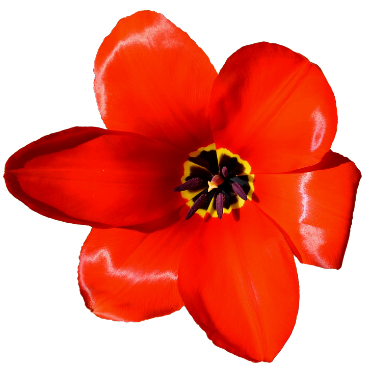 Vibrant_ Red_ Tulip_ Closeup.png