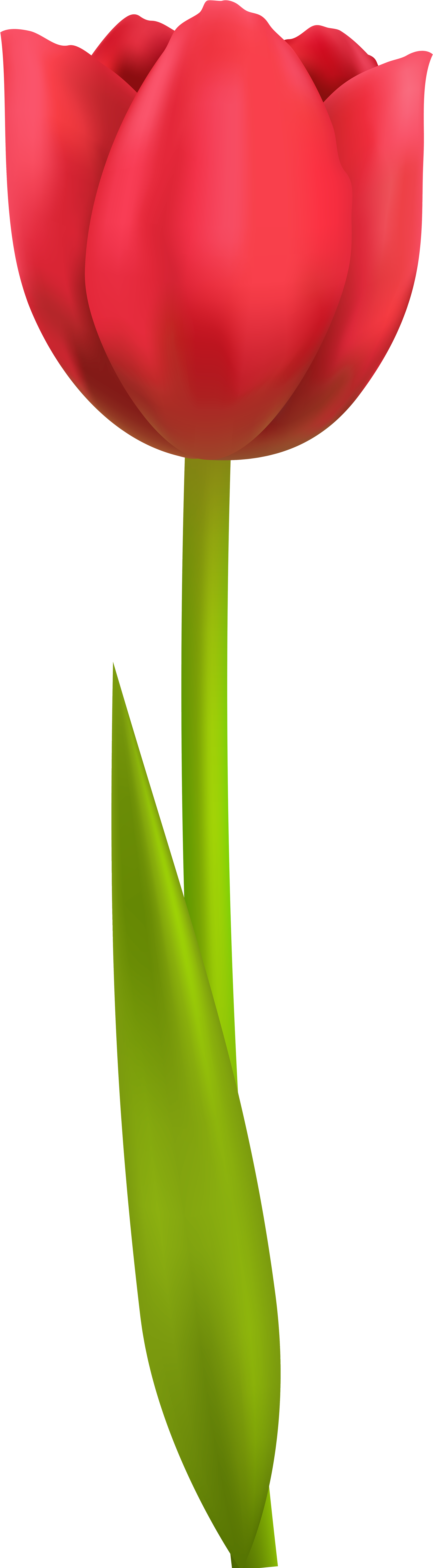 Png Transparent Clip Art - Clipart Tulip, Png Download PNG with transparent background