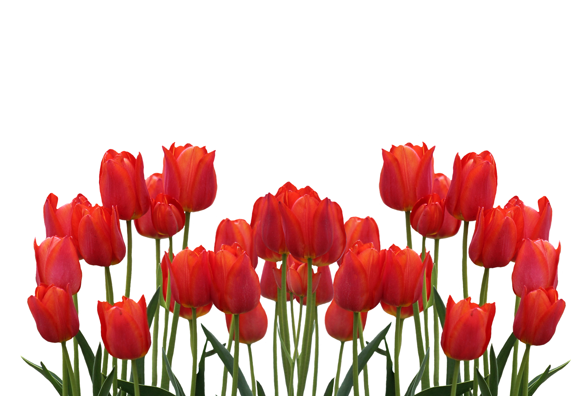 Vibrant_ Red_ Tulips_ Against_ Black_ Background.jpg PNG with transparent background