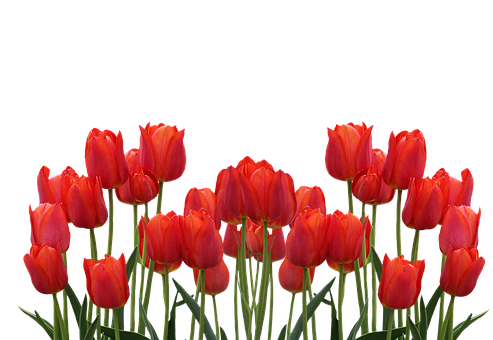 Vibrant Red Tulips Against Black Background.jpg PNG with transparent background