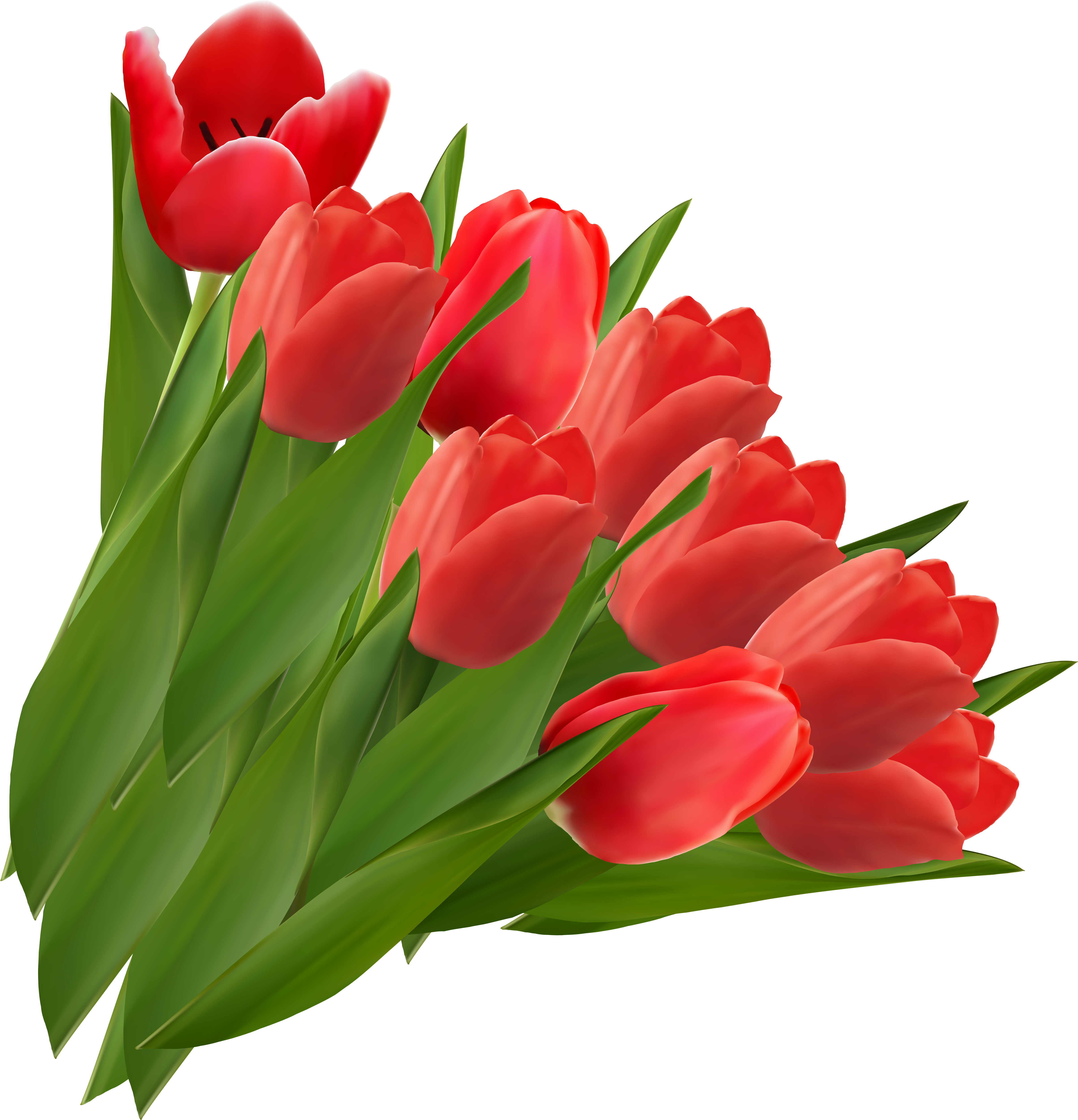 Vibrant Red Tulips Bouquet