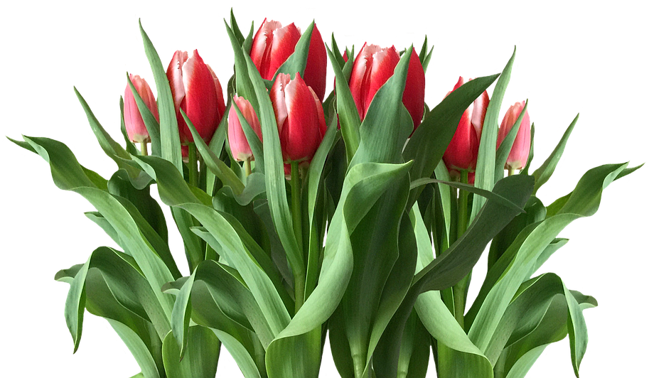 Vibrant Red Tulips Bouquet