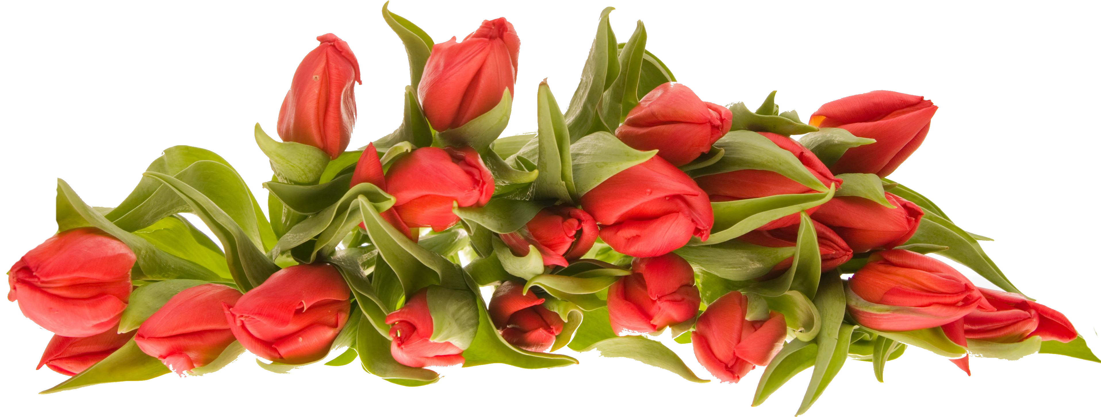 Vibrant_ Red_ Tulips_ Bouquet.png