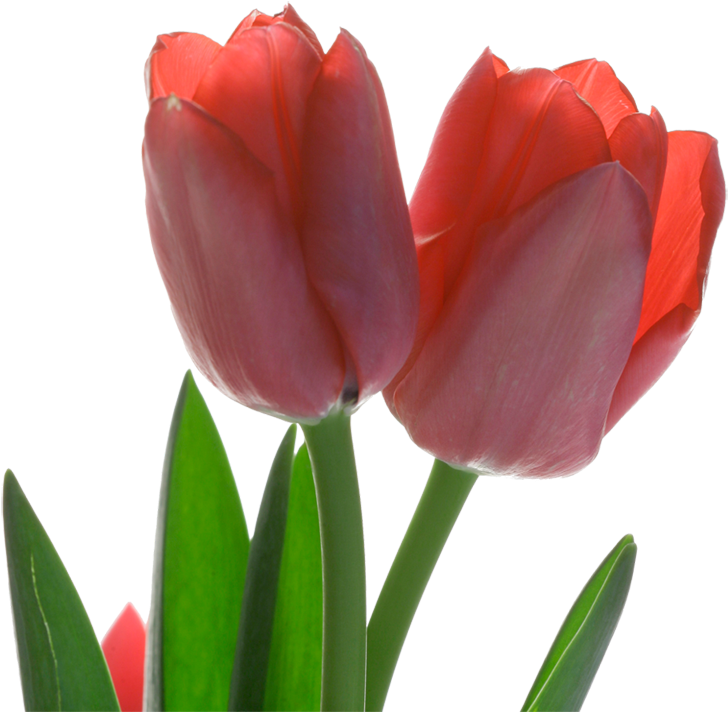 Tulip Red Flower - Sprenger's Tulip, HD Png Download PNG with transparent background