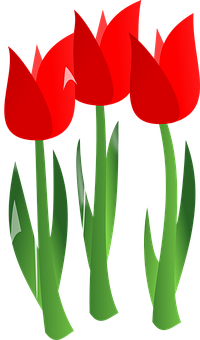 Vibrant Red Tulips Vector PNG with transparent background