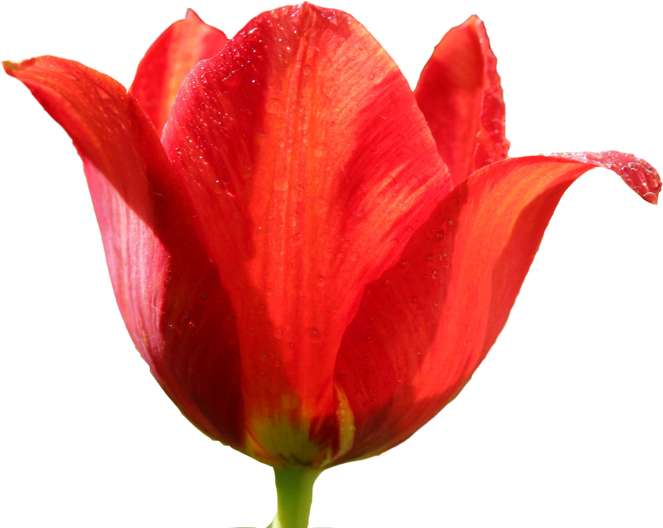 Tulip Png Image - Red Tulip Png, Transparent Png PNG with transparent background