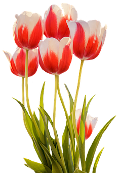 Vibrant Red White Tulips Black Background PNG with transparent background
