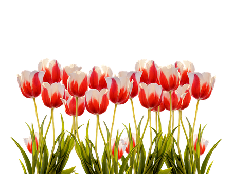 Vibrant Red White Tulips Black Background.jpg PNG with transparent background