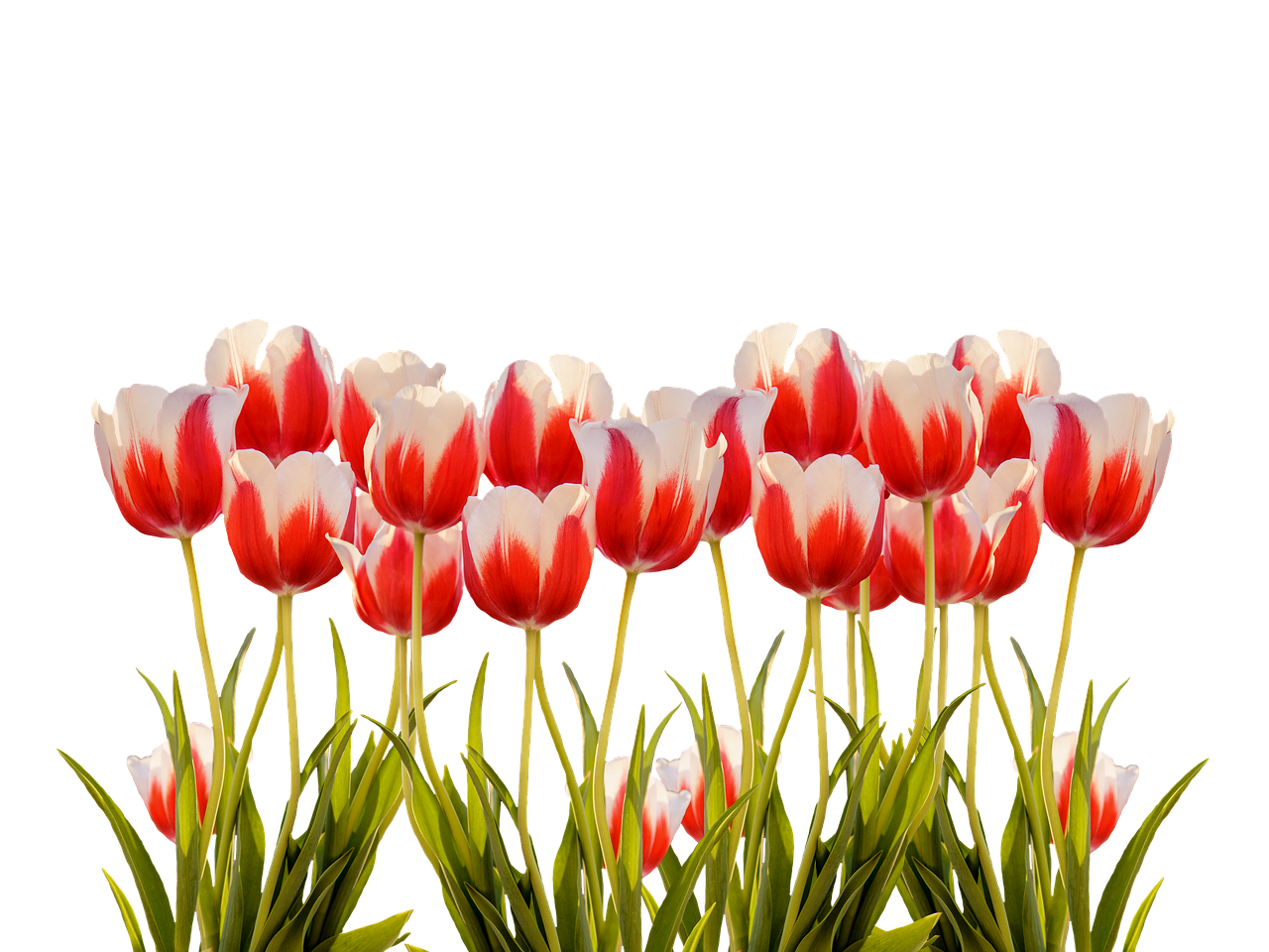 Vibrant Red White Tulips Black Background.jpg PNG with transparent background