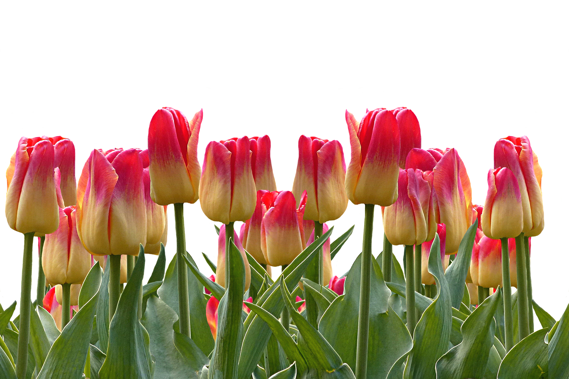Vibrant Red Yellow Tulips Black Background PNG with transparent background