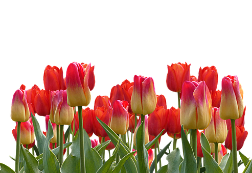 Vibrant Red Yellow Tulips Black Background.jpg PNG with transparent background