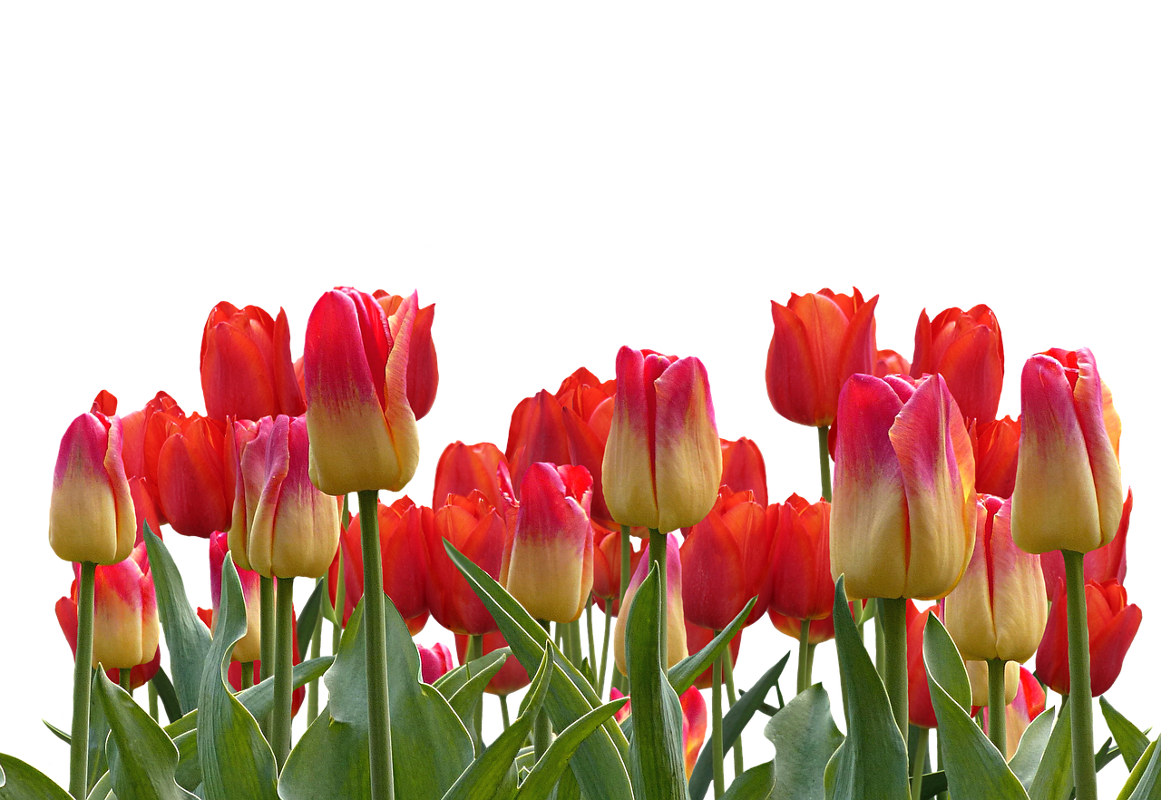 Vibrant Red Yellow Tulips Black Background PNG with transparent background