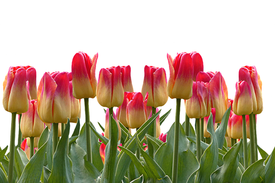 Vibrant Red Yellow Tulips PNG with transparent background