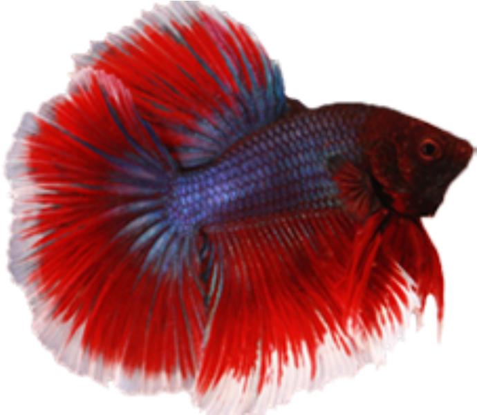 Vibrant Redand Blue Betta Fish