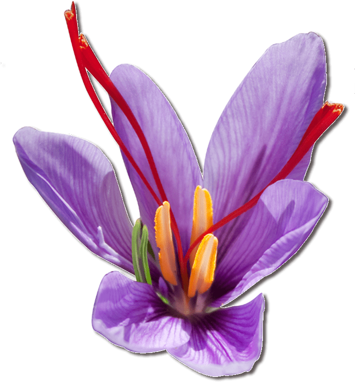 Purple Saffron Flower - Saffron, HD Png Download PNG with transparent background