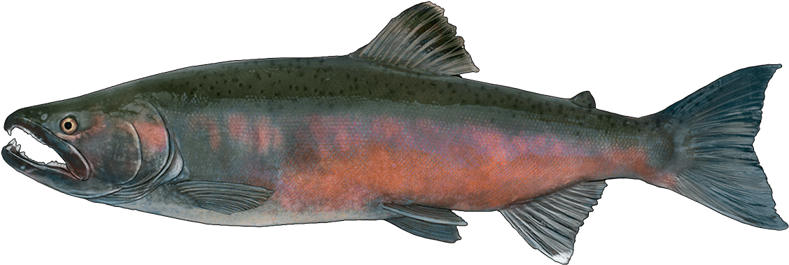 Transparent Trout Png - Красная Рыба На Камчатке, Png Download PNG with transparent background