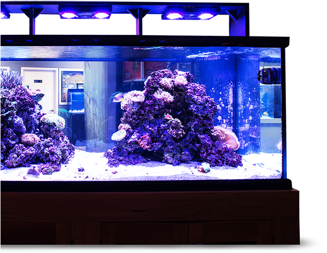 Vibrant Saltwater Aquarium Setup