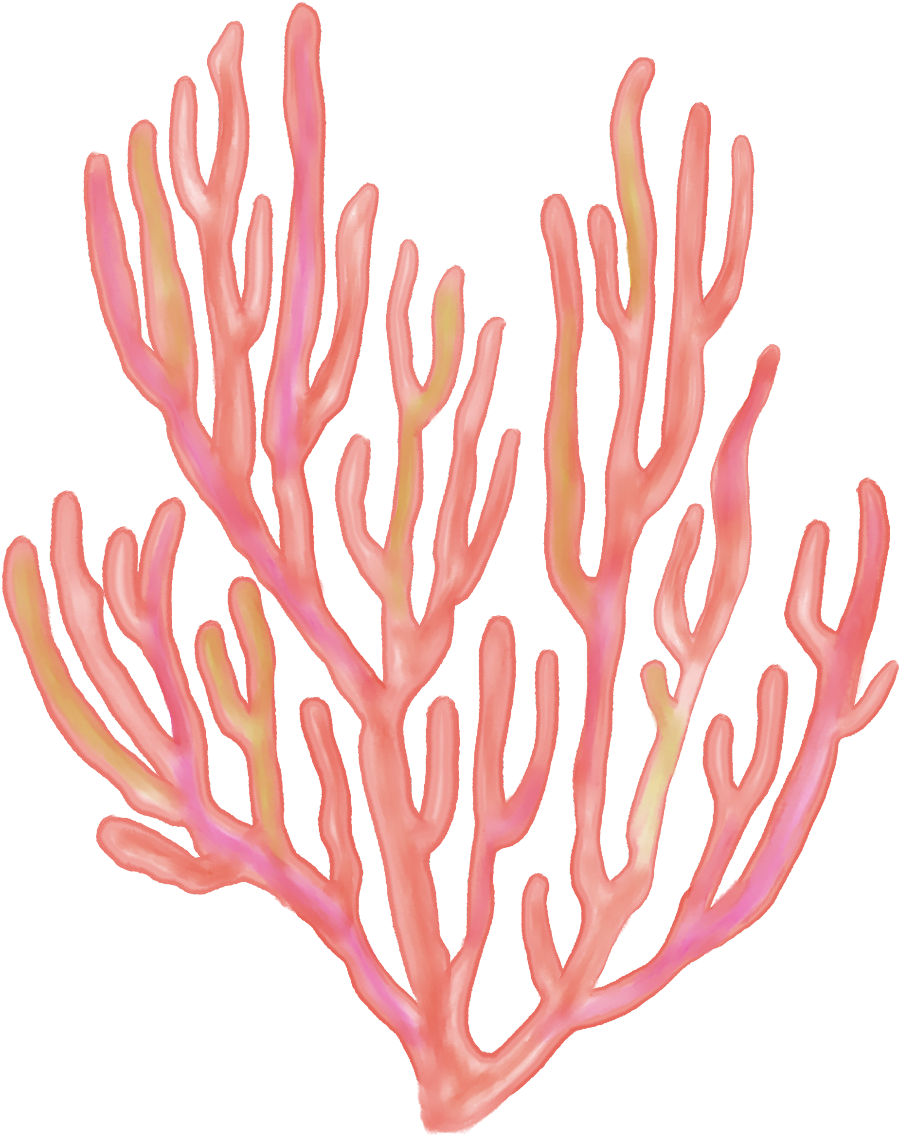 Transparent Coral Clipart, HD Png Download PNG with transparent background