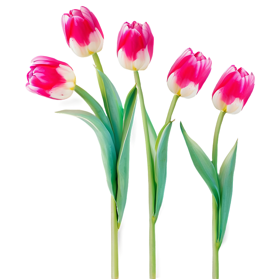 Vibrant Spring Tulips PNG wlu PNG with transparent background