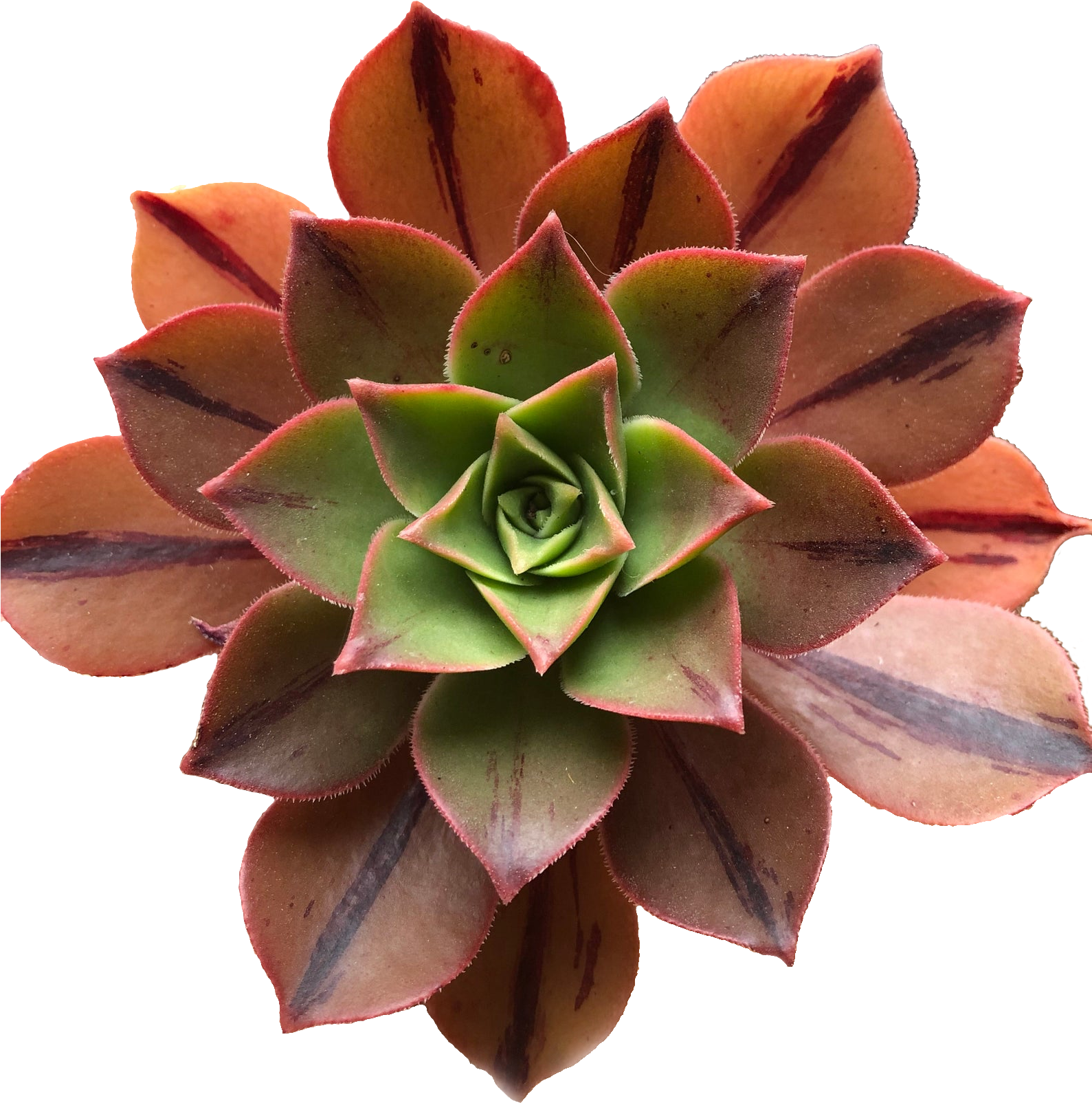 Vibrant Succulent Plant