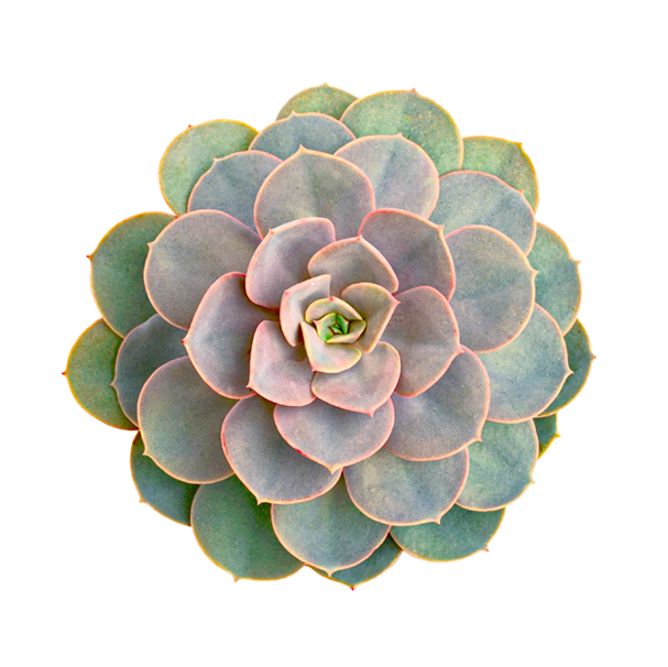 Picture - Top Down View Succulents, HD Png Download PNG with transparent background