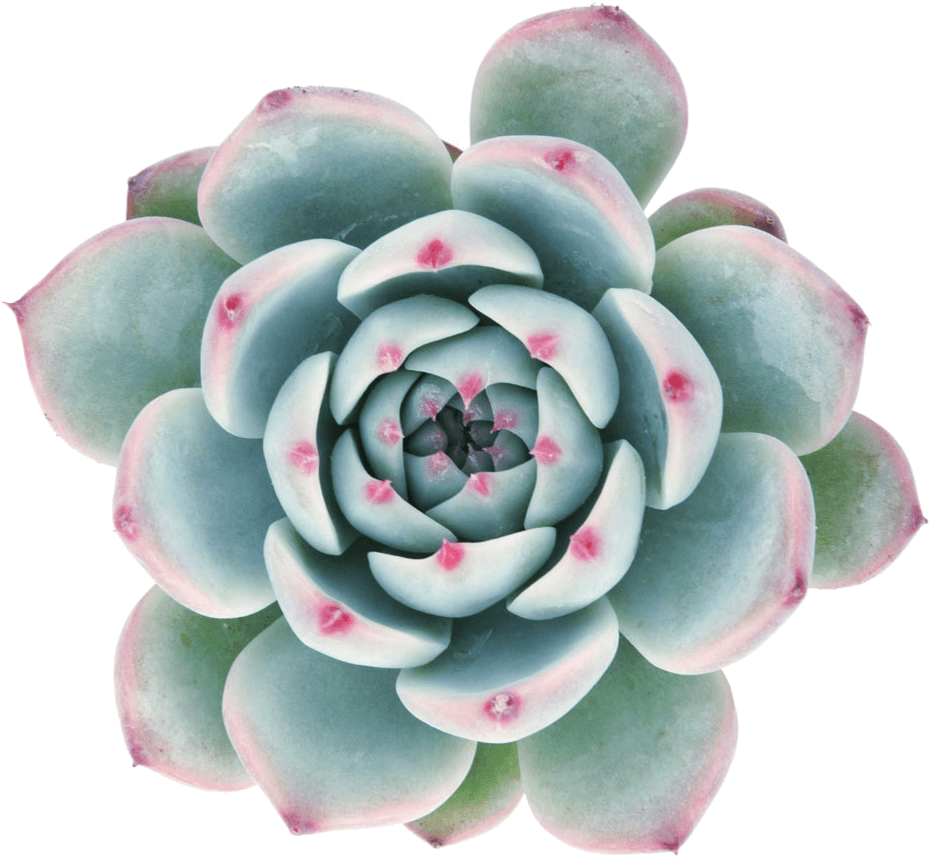 Vibrant Succulent Top View