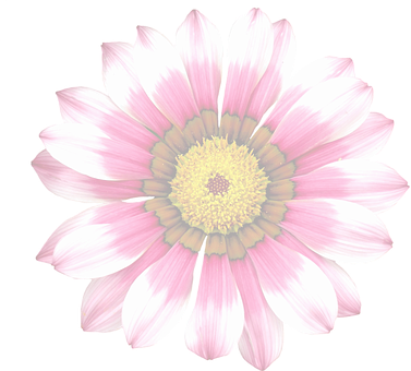 Vibrant Summer Bloom PNG with transparent background