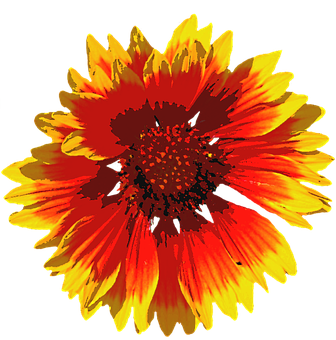 Vibrant Summer Bloom PNG with transparent background