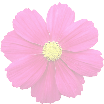 Vibrant Summer Bloom PNG with transparent background