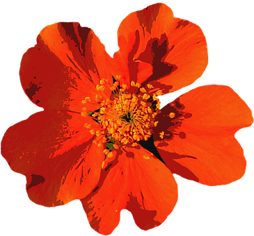 Vibrant Summer Bloom PNG with transparent background